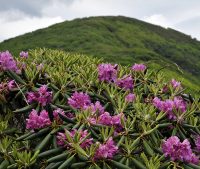 Craggy-Rhododendron.jpg
