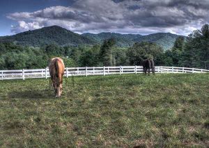 brookside horse farm photo gallery